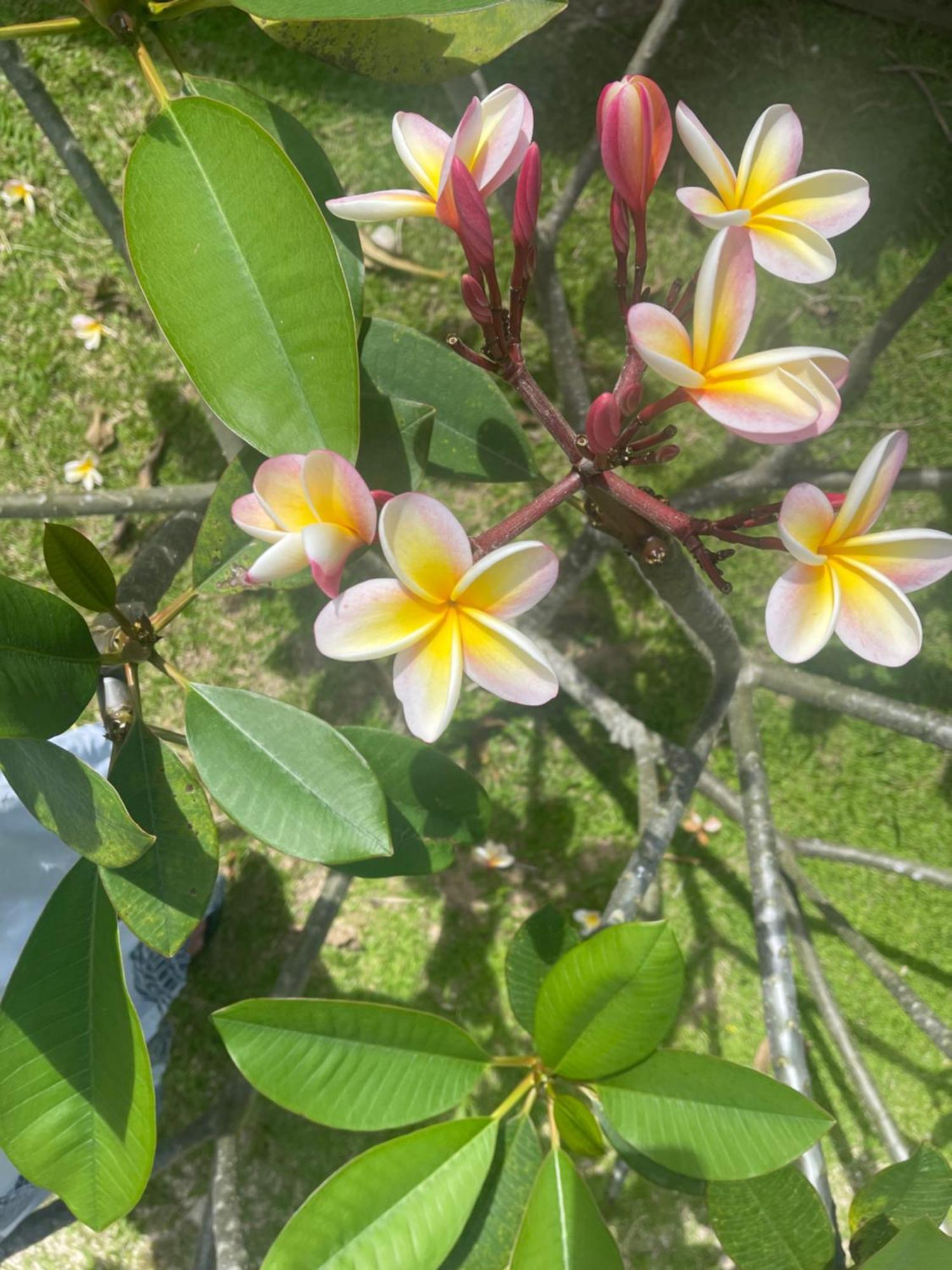 Are Rera's Homestead Rarotonga