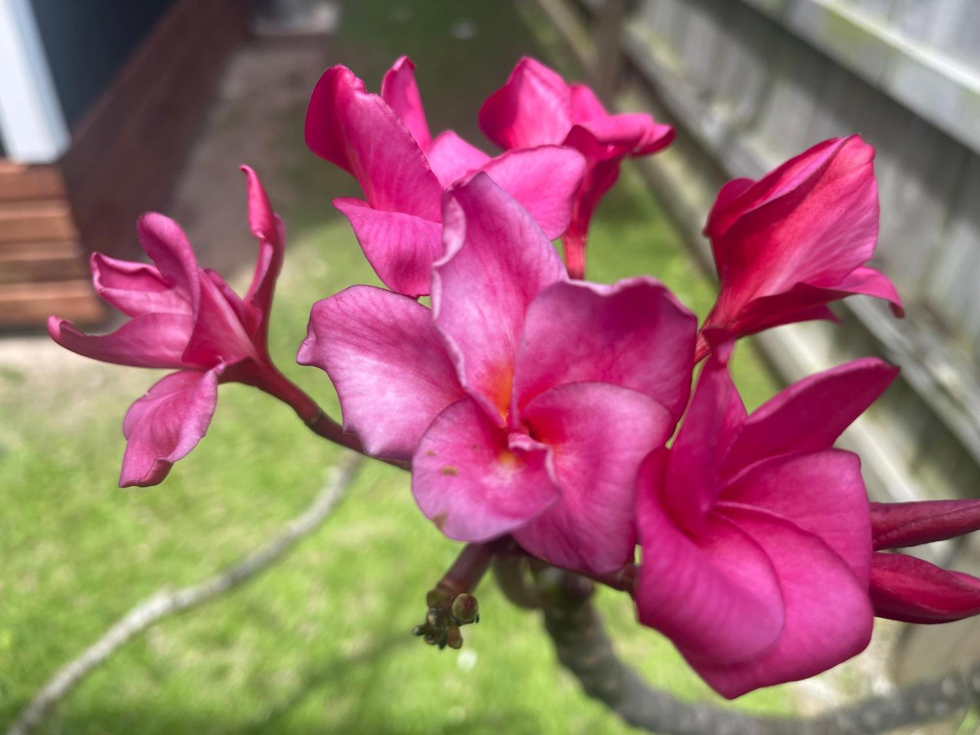 Are Rera's Homestead Rarotonga