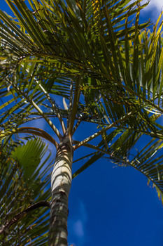 The Black Pearl At Puaikura 3* Rarotonga